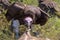 Vultures Feeding on a Buffalo Carcass