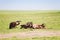 Vultures flock eating the carcass of a wildebeest