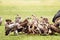 Vultures flock eating carrion at Kenyan savannah