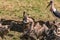 Vultures flock feasting on the carcass as Marabou stork watches at the Maasai Mara National Game Reserve park rift valley Narok co