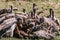 Vultures flock feasting on the carcass at the Maasai Mara National Game Reserve park rift valley Narok county east Africa Nature C