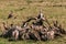 Vultures flock feasting on the carcass at the Maasai Mara National Game Reserve park rift valley Narok county east Africa Nature C