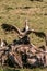 Vultures flock feasting on the carcass at the Maasai Mara National Game Reserve park rift valley Narok county east Africa Nature C