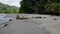 Vultures at Grande Riviere beach in Trinidad and Tobago