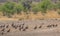 Vultures on the ground at a watering hole