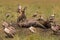 Vultures, hyena and dead hippo