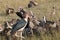 Vultures on a kill, Mara, Kenya.