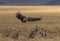 Vultures landing near a dead animal at Masai Mara, Kenya