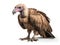 Vultures are large birds. It is in the group of birds of prey like the hawk, the eagle or the owl. Generative AI
