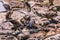 Vultures nature clean up feasting on the carcass of wildebeest greatest migration at the Maasai Mara River National Game Reserve p