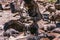 Vultures nature clean up feasting on the carcass of wildebeest greatest migration at the Maasai Mara River National Game Reserve p