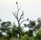 Vultures in Nature Wildlife Kruger National Park