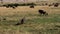 Vultures sitting on an animal carcass in a savanna