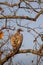 Vultures sitting on a tree overlooking Bandhavgarh