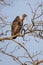 Vultures sitting on a tree overlooking Bandhavgarh