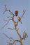 Vultures sitting on a tree overlooking Bandhavgarh