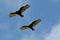 Vultures in the sky doing synchronized flight
