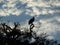 Vultures on Top of the Acacia Tree