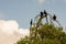 Vultures on the tree branch near Livingston in Guatemala