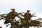 Vultures waiting on a tree captured in the African jungles