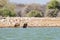 Vultures at waterhole , Etosha National Park, travel safari in Namibia, Africa.