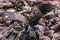 Vultures wings wide open feasting on the carcass wildebeest in the Mara river during the greatest wildlife animals migration at th