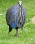 Vulturine guineafowl 1