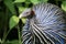 Vulturine guineafowl