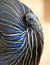 Vulturine guineafowl 3