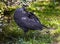 Vulturine guineafowl 6