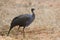 Vulturine Guineafowl (Acryllium vulturinum).