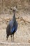 Vulturine Guineafowl (Acryllium vulturinum).