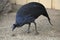 Vulturine guineafowl (Acryllium vulturinum).