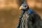 Vulturine guineafowl or Acryllium vulturinum in nature