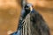 Vulturine guineafowl or Acryllium vulturinum in nature