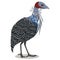 Vulturine guineafowl bird