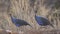 Vulturine Guineafowls in Arid Field