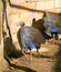 Vulturine Guineafowls in the zoo