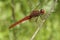 Vuurlibel, Broad Scarlet, Crocothemis erythraea