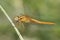 Vuurlibel, Broad Scarlet, Crocothemis erythraea