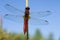 Vuurlibel, Broad Scarlet, Crocothemis erythraea