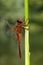 Vuurlibel, Broad Scarlet, Crocothemis erythraea