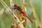 Vuurlibel, Broad Scarlet, Crocothemis erythraea