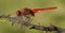 Vuurlibel, Broad Scarlet, Crocothemis erythraea