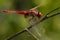 Vuurlibel, Broad Scarlet, Crocothemis erythraea