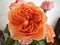 Vuvuzela Rose,blooming flower,orange color and countless petals