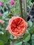 Vuvuzela Rose,hybrid tea plant