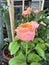Vuvuzela rose,hybrid tea plant