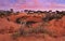 WA Red Outback Panorama