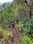 Waahila Trail to Mount Olympus on the Hawaiian island of Oahu
